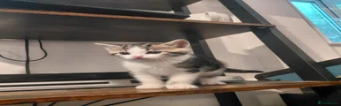 Mixed Breed Kitten 1