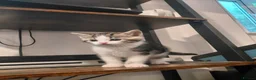Mixed Breed cats for sale: Tabby Siberian mix - Advert 11