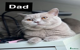 British Shorthair cats for sale: Gorgeous British Shorthair Kitten– Ready to Leave - Image 10