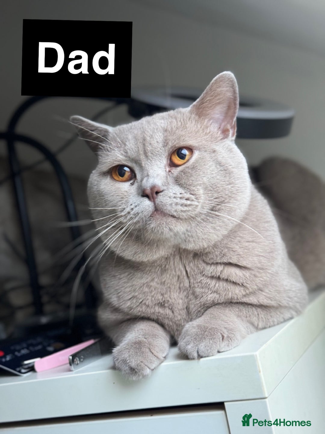 British Shorthair cats for sale: Gorgeous British Shorthair Kitten– Ready to Leave - Image 10