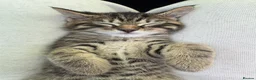 Mixed Breed cats for sale: tabby/russian blue mix female kitten in London - Advert 5