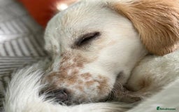 Mixed Breed dogs for adoption: Roo (Spaniel/Setter mix) - Image 13