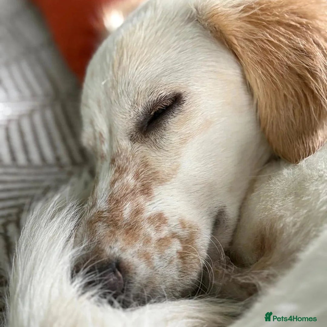 Mixed Breed dogs for adoption: Roo (Spaniel/Setter mix) - Image 13