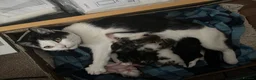 Mixed Breed cats for sale: 4 kittens available for sale - Advert 8