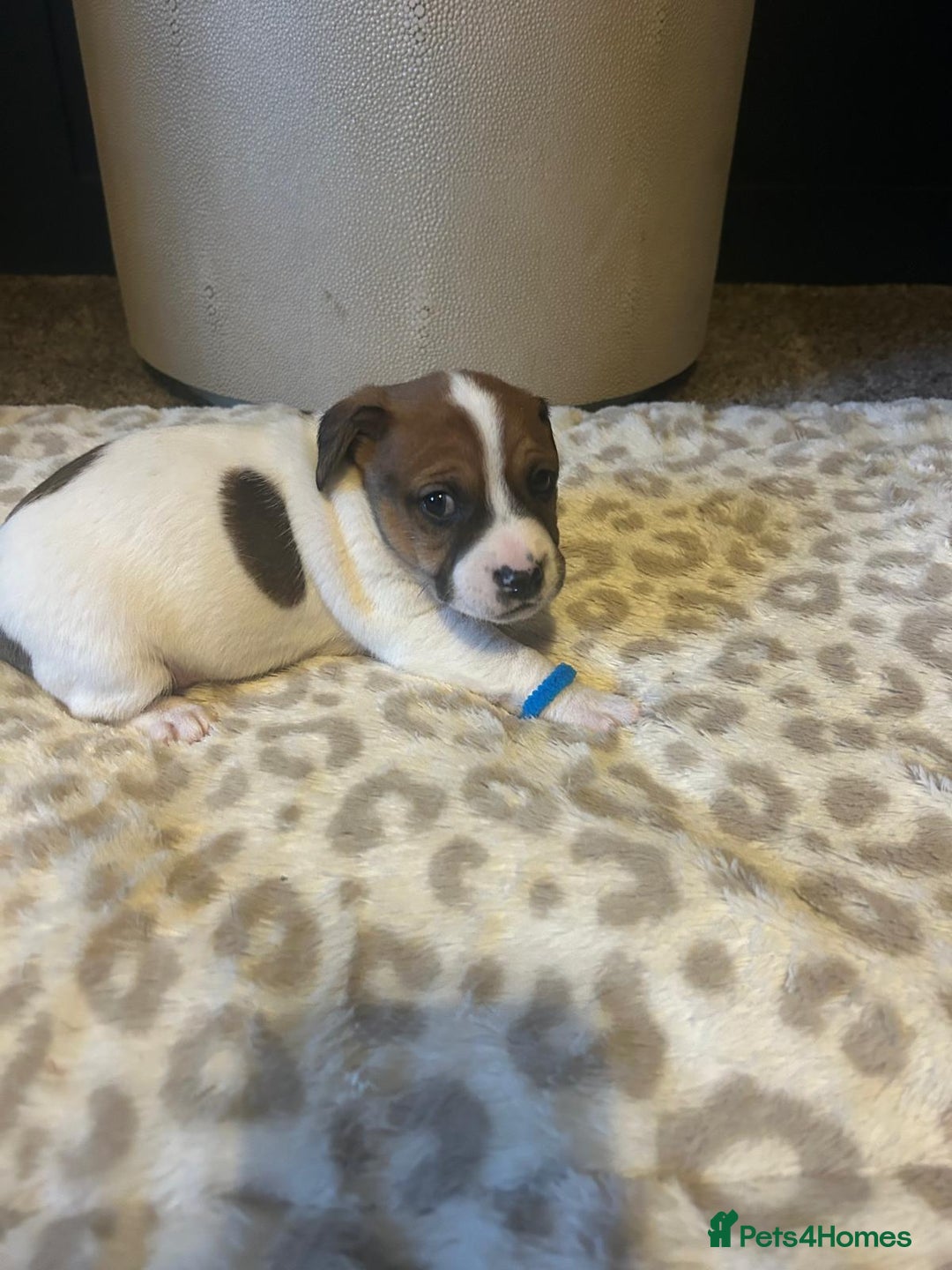 Mixed Breed dogs for sale: Jackastaff - Advert 14