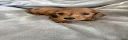 Miniature Dachshund dogs for sale: Long haired mini dapple dachshund pups - Advert 16