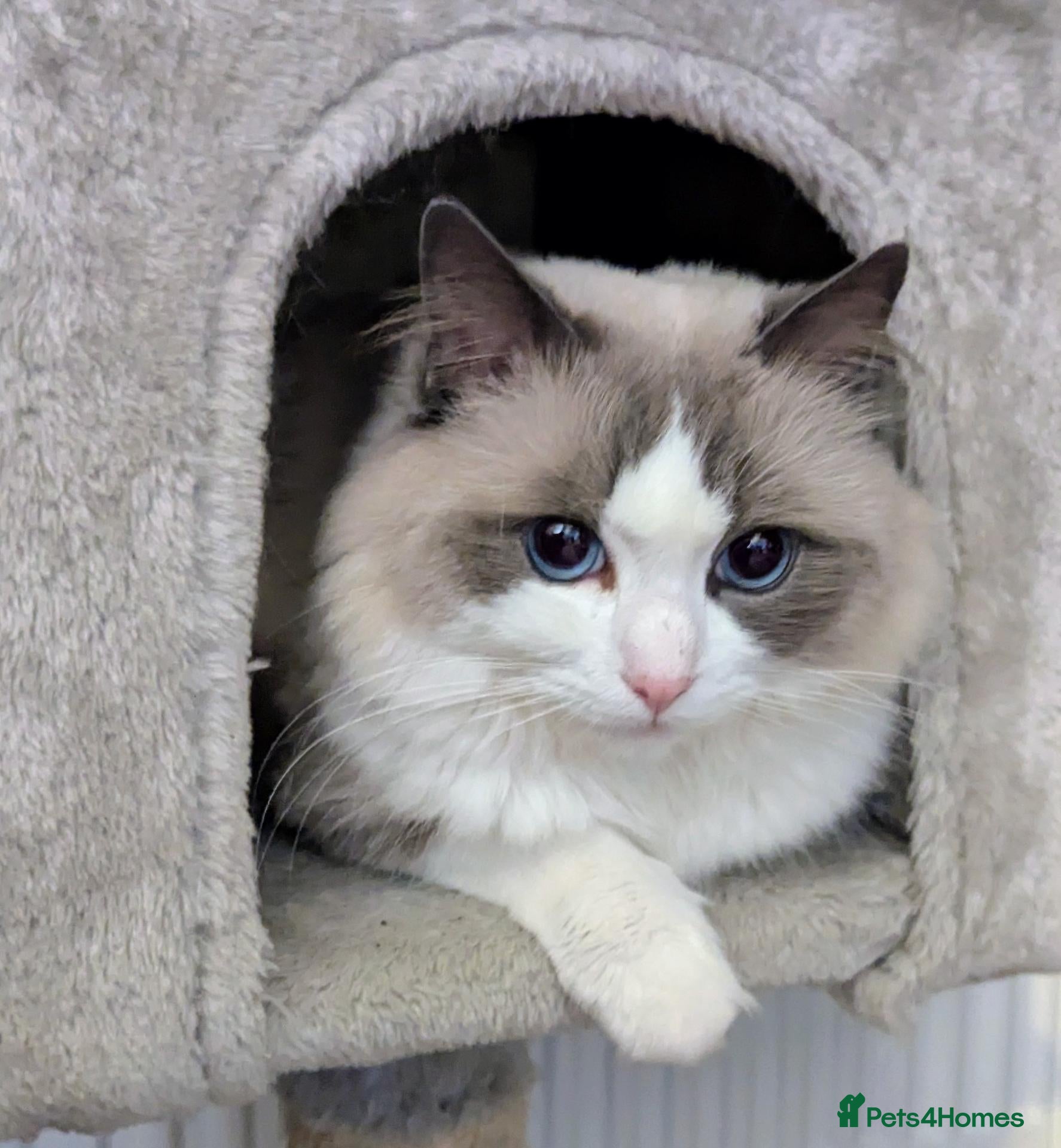 Ragdoll cats for sale: Ragdoll cats - Advert 19