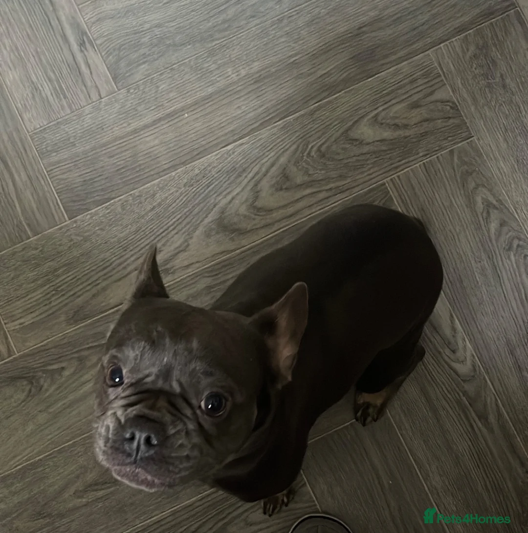 French Bulldog dogs for sale: Beautiful Blue Female French Bulldog | Spayed  in Sutton Coldfield - Advert 2