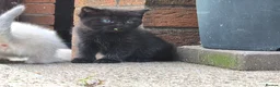 Mixed Breed cats for sale: Beautiful Kittens Ready for Their New Homes - Advert 13