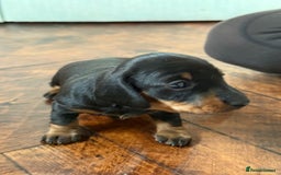 Miniature Dachshund dogs for sale: Beautiful KC Registered Miniature Dachshunds - Image 9