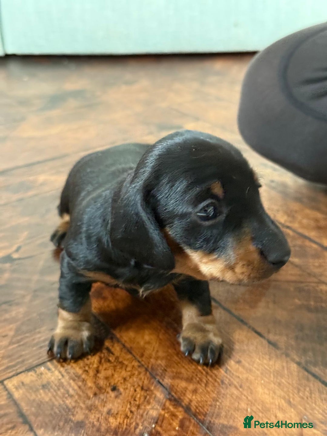 Miniature Dachshund dogs for sale: Beautiful KC Registered Miniature Dachshunds - Image 9