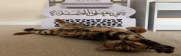 Bengal cats for sale: Marbel Bengal cat in Milton Keynes - Advert 2