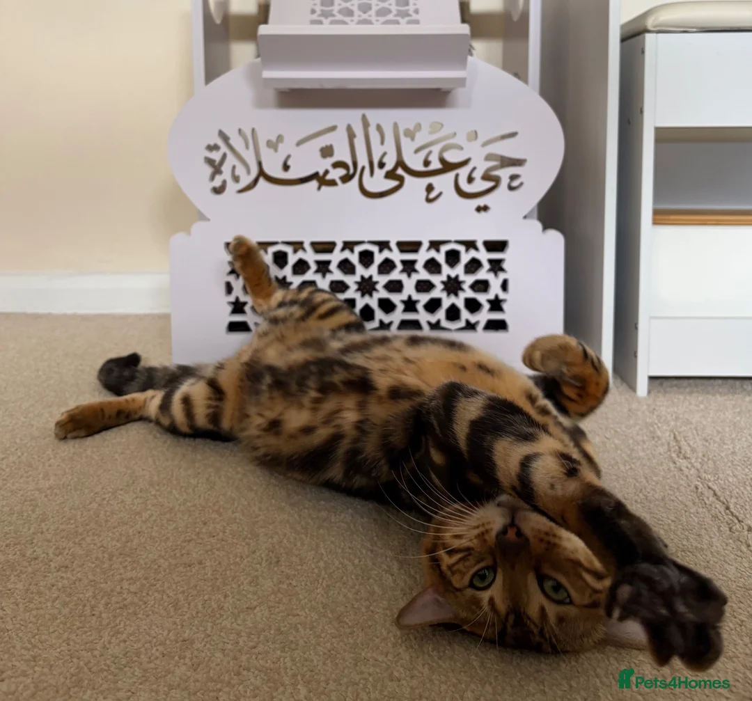 Bengal cats for sale: Marbel Bengal cat in Milton Keynes - Advert 2