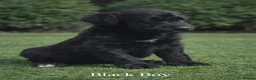 Goldendoodle dogs for sale: Beautiful miniature F1 Goldendoodle - Advert 25