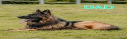 German Shepherd dogs for sale: KC Register German Shepherd puppies  in London - Advert 5