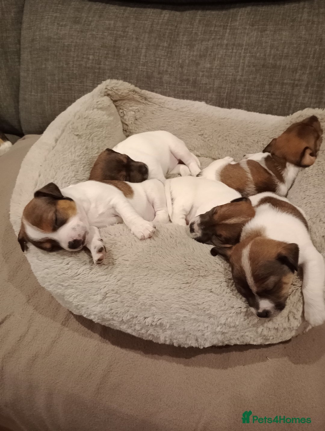 Jack Russell dogs for sale: Jack russell puppies - Advert 8