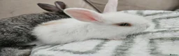 Mixed Breed rabbits for sale: 6 weeks old (25/6) Vienna and astrex gene last kit - Advert 3
