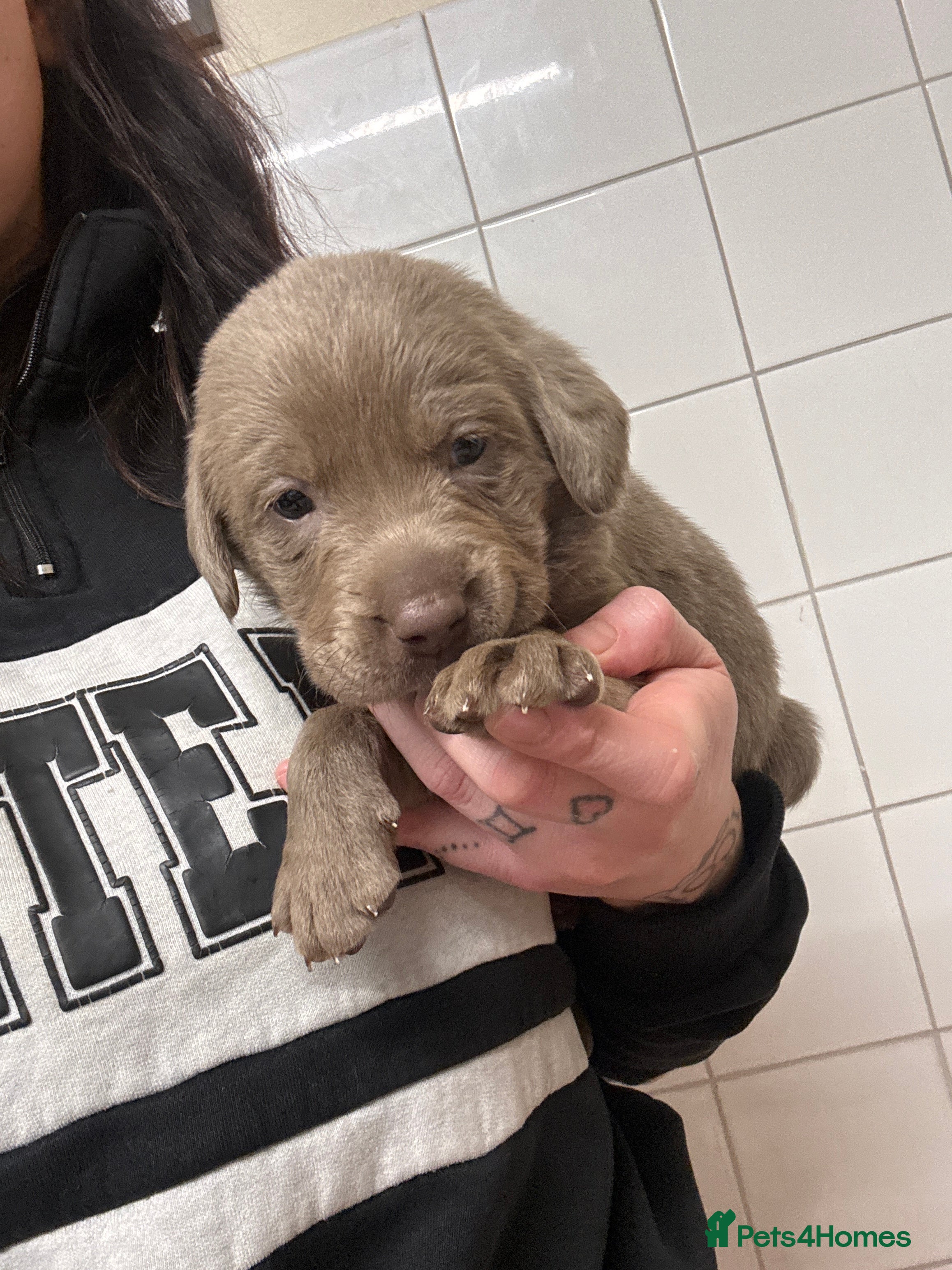 Labrador Retriever dogs for sale: KC registered Silver Labrador puppies  - Advert 8