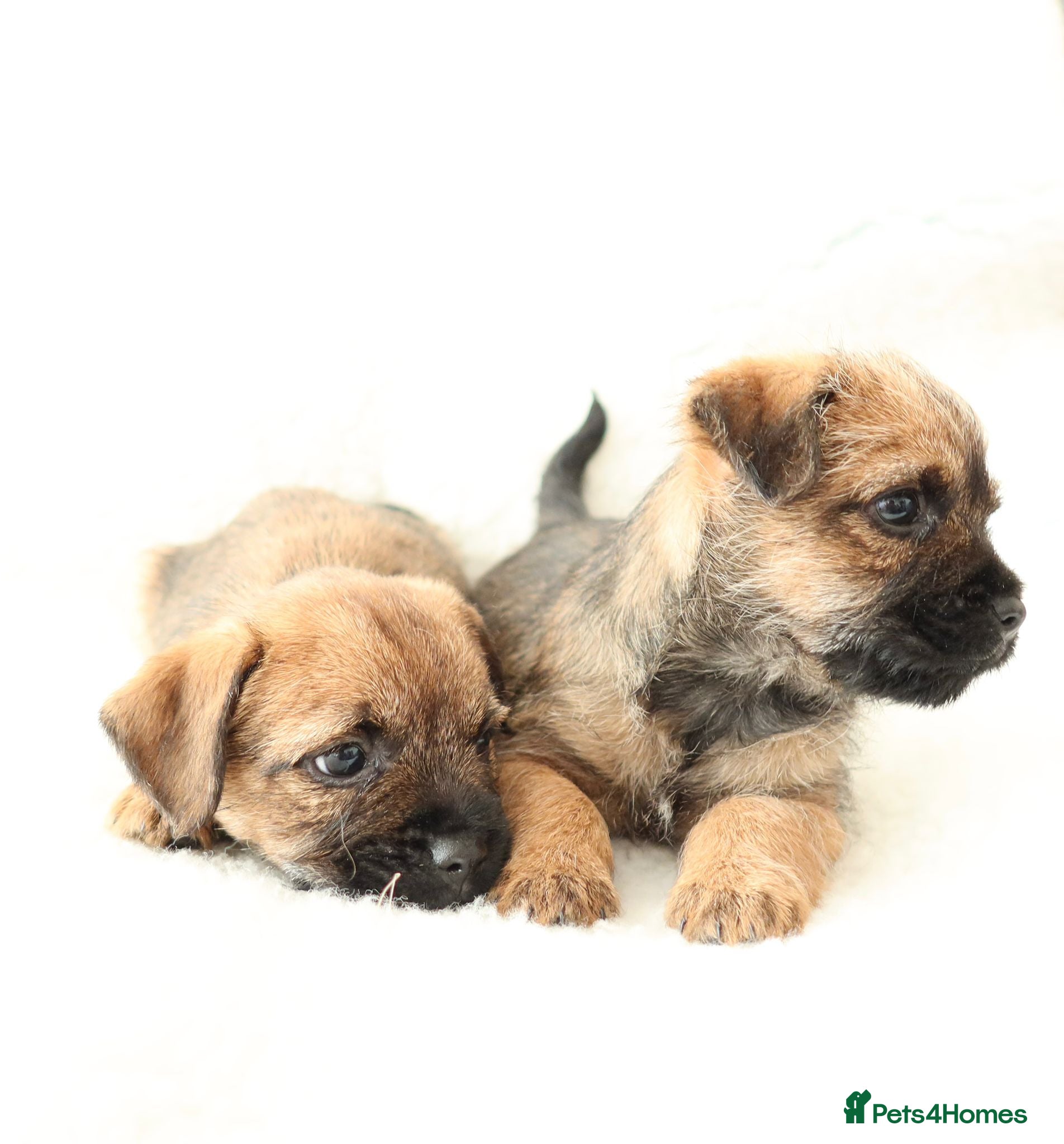 Border Terrier dogs Border terrier puppies - Advert 2