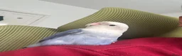 Lovebirds birds for sale: Sweet & Affectionate Female Lovebird For Sale - Advert 5