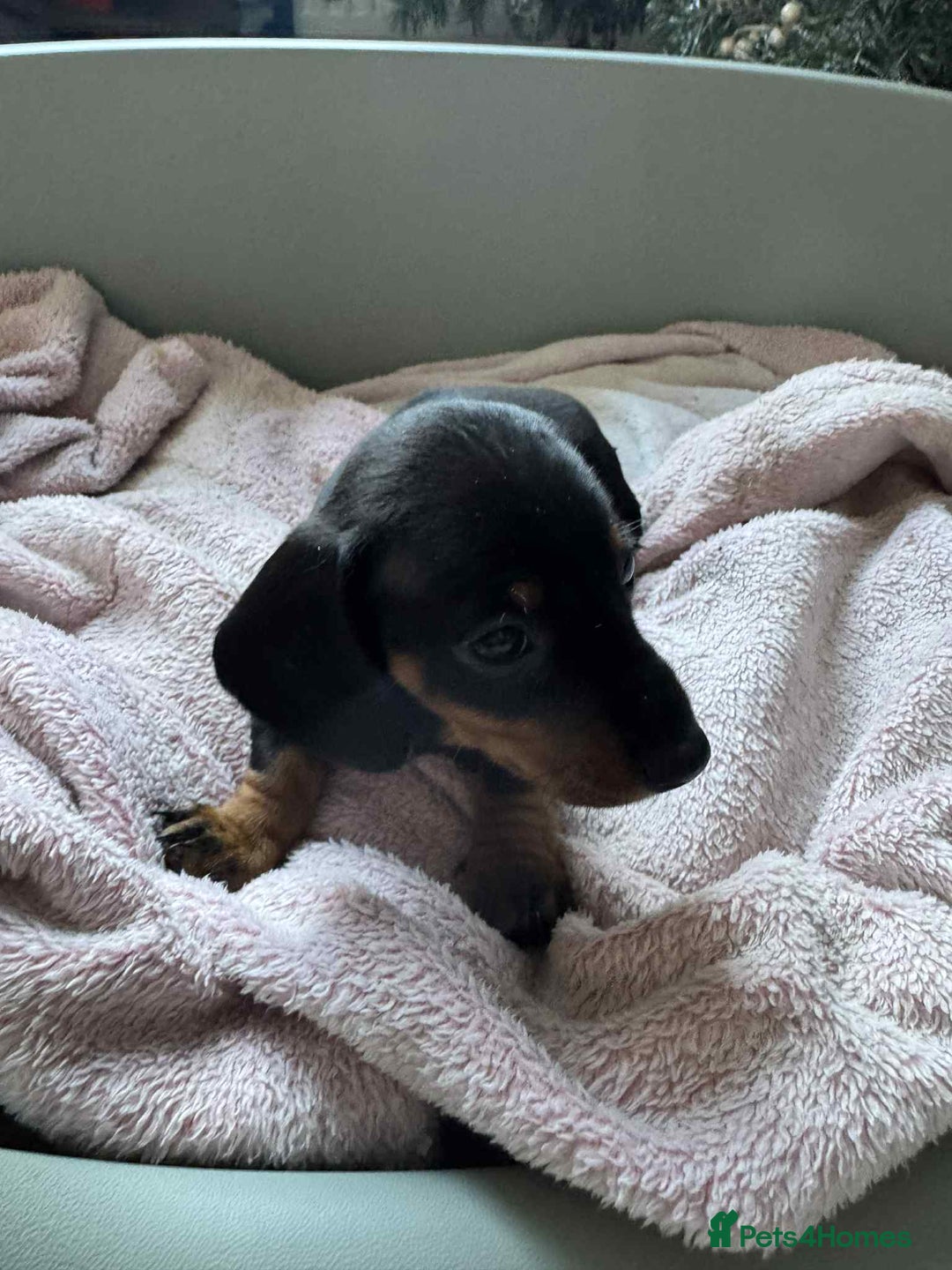 Miniature Dachshund dogs for sale: My family dogs have had a litter of 5  - Advert 16