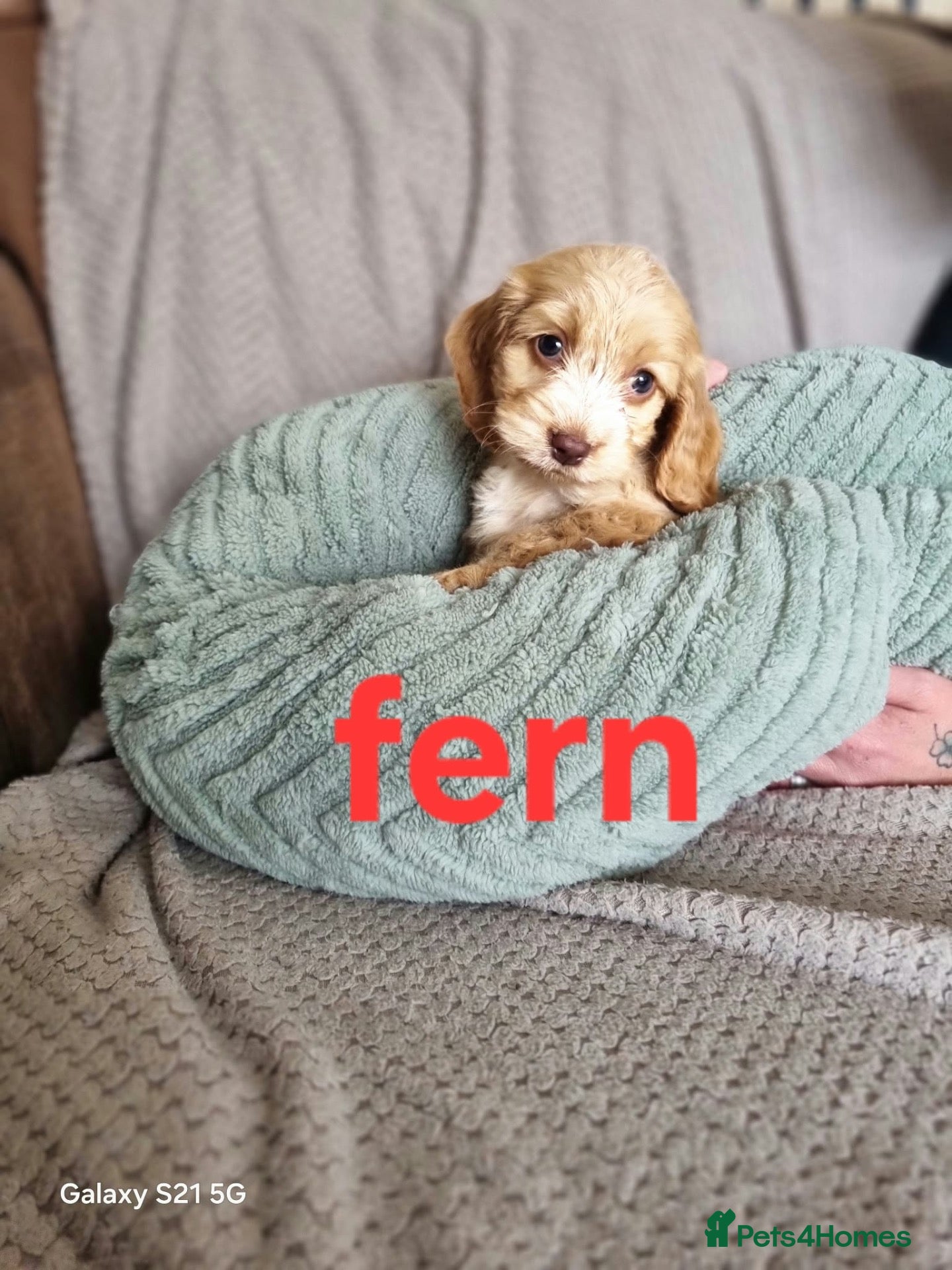 Cockapoo dogs Beautiful cockerpoo puppies ❤️💙💙💙 - Advert 1