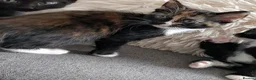 Mixed Breed cats for sale: Tortie kitten available  - Advert 8