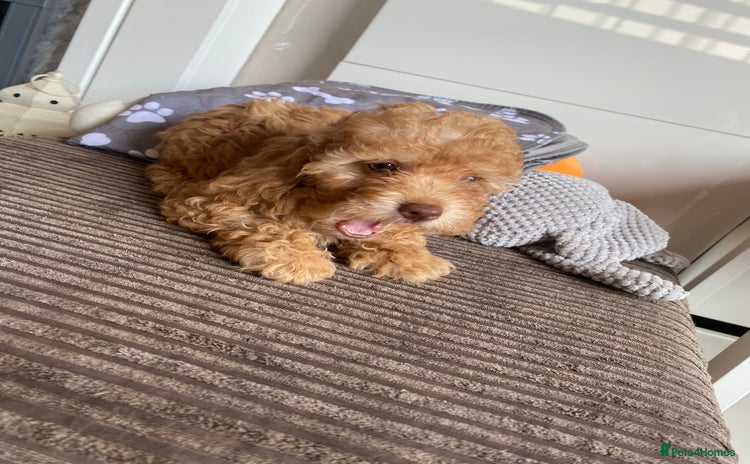 Cockapoo dogs - Advert 4