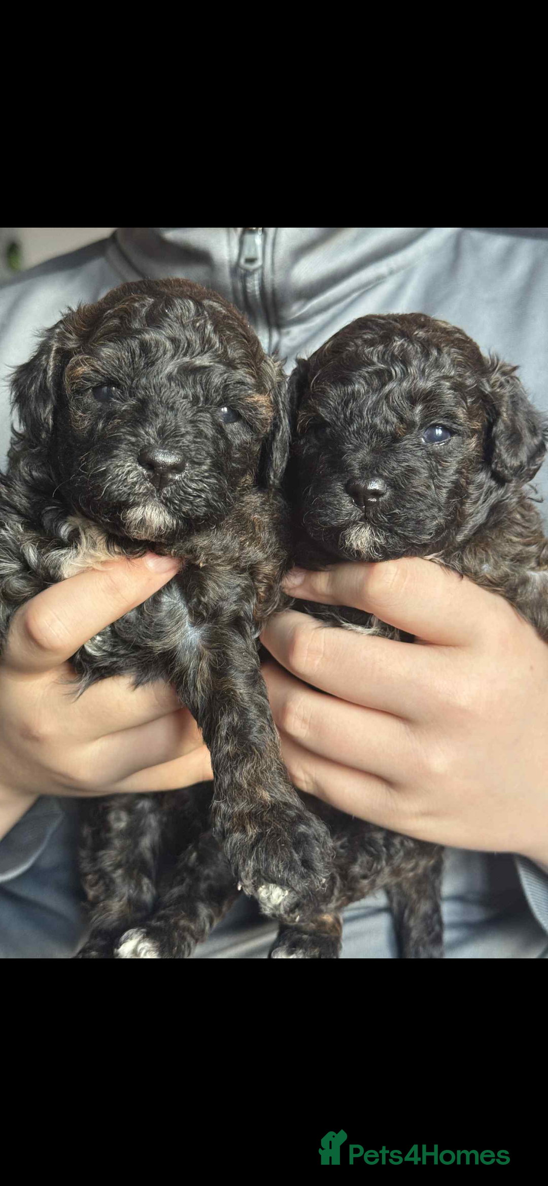 Shihpoo dogs for sale: F1b shihpoo - Advert 3