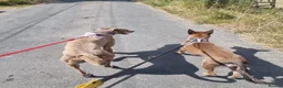 Mixed Breed dogs for adoption: Maple, crossbreed for adoption  - Advert 4