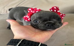 French Bulldog dogs for sale: Healthy Blue French Bulldog Babies - Image 15