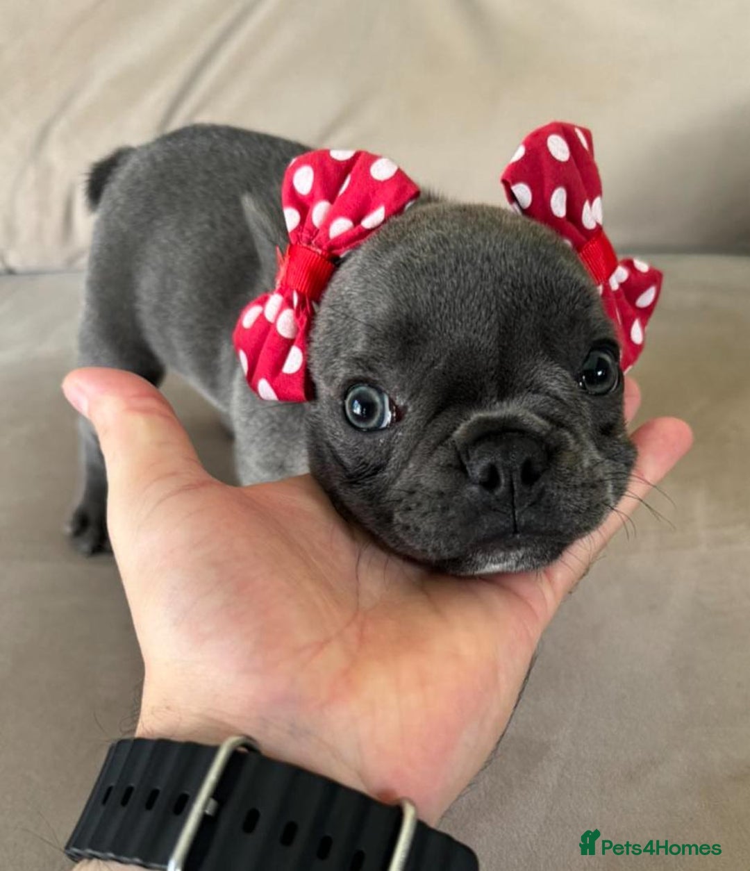 French Bulldog dogs for sale: Healthy Blue French Bulldog Babies - Image 15