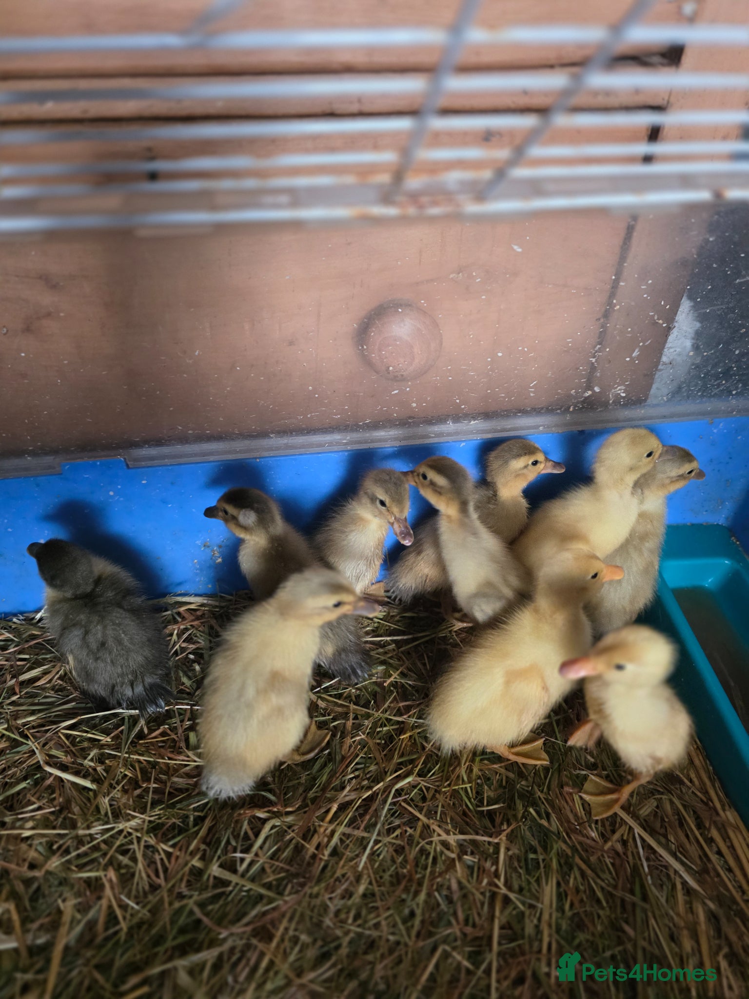 Ducks poultry Indian runner unsexed ducklings.  - Advert 3