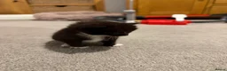 Mixed Breed cats for sale: 5 beautiful kittens  - Advert 19