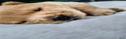 Chow Chow dogs for sale: Show stopping DWKC chow chow pups - Advert 13