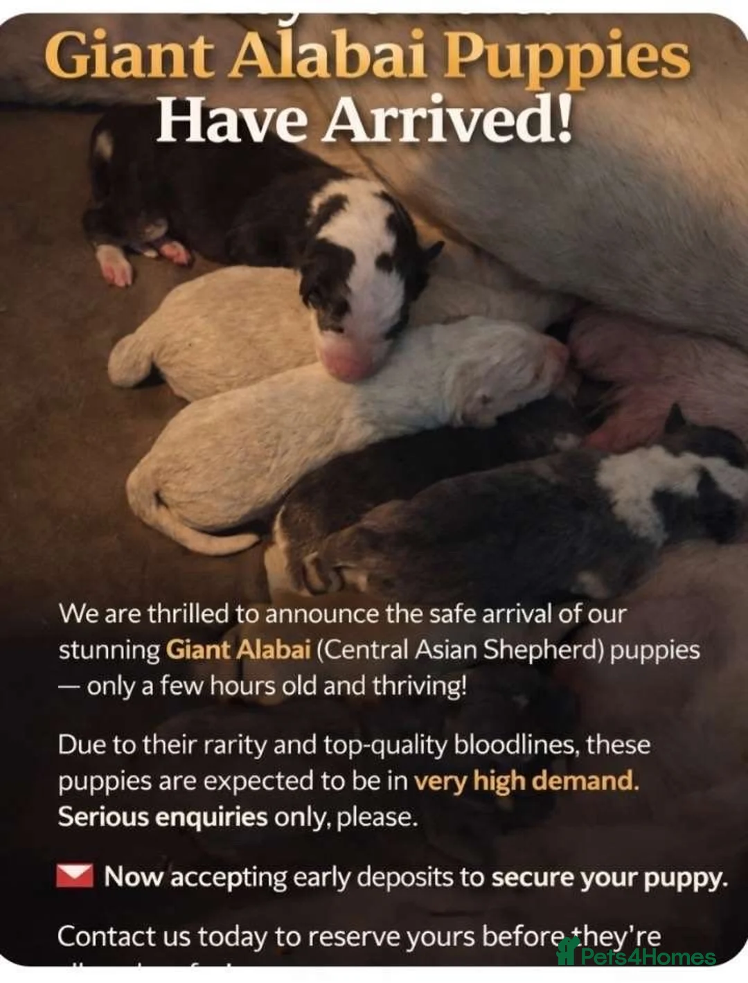 Central Asian Shepherd dogs for sale: Alabai Shepherd Puppies!! - Advert 13