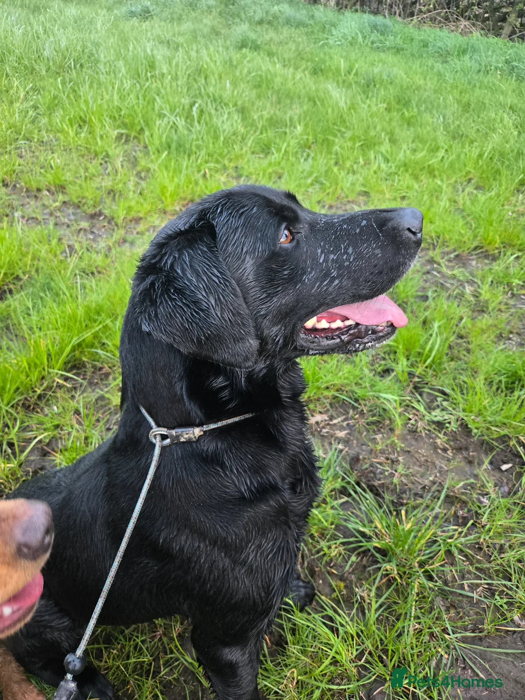 Labrador Retriever dogs for sale: Exceptionally well bred KC reg Working Labradors - Advert 8