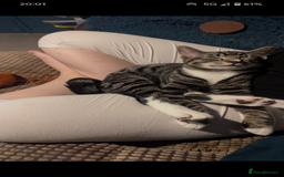 Mixed Breed cats for sale: Mixed Breed Male Tabby  - Image 1