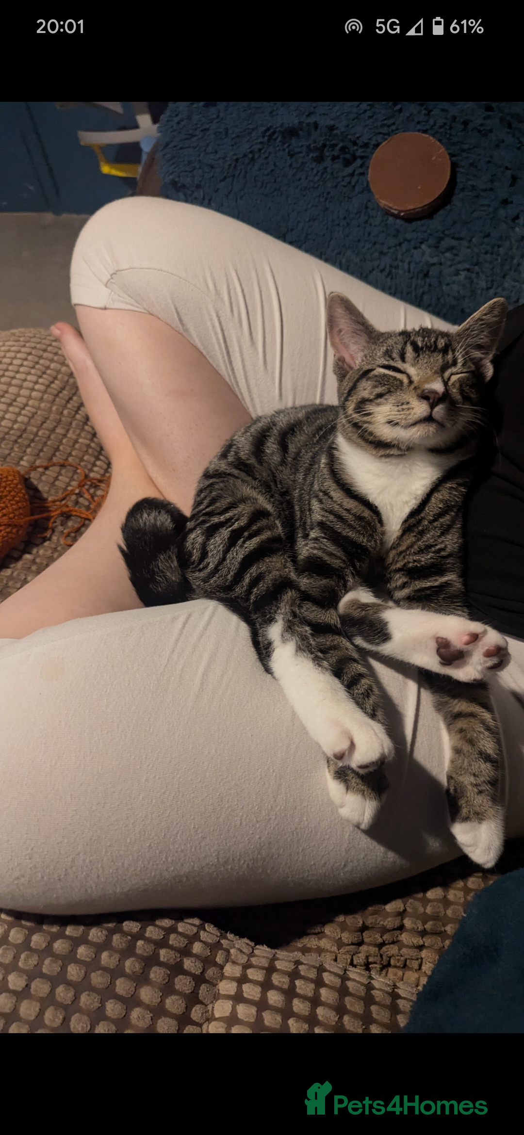Mixed Breed cats for sale: Mixed Breed Male Tabby  - Image 1
