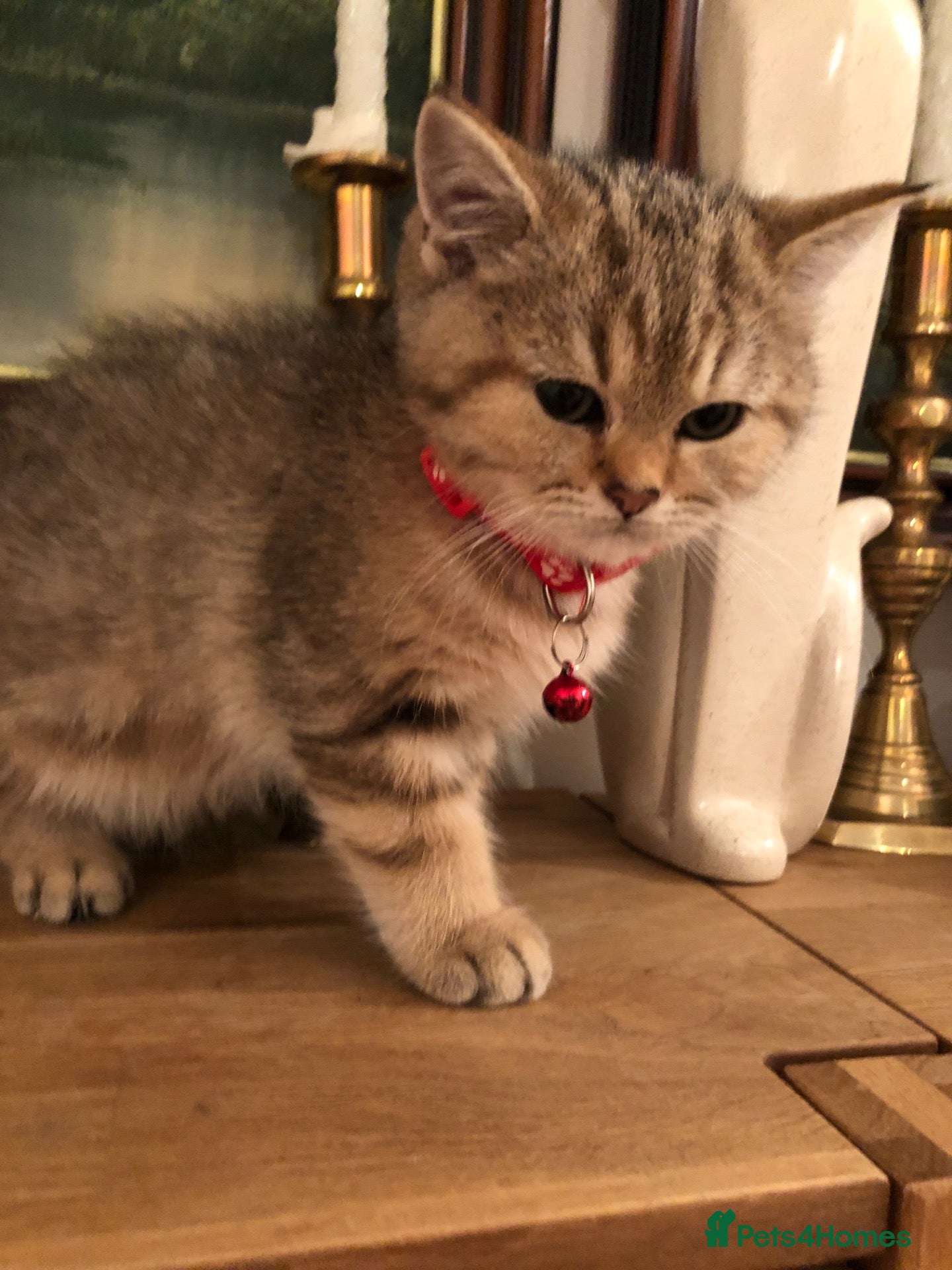 British Shorthair cats British shorthair kittens  - Advert 9