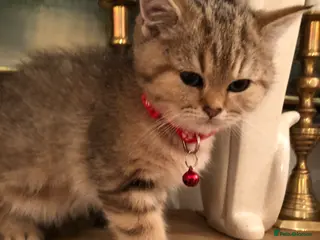 British Shorthair cats British shorthair kittens - Advert 9