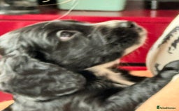 Cocker Spaniel dogs for sale: AMAZING COCKER SPANIEL PUPPIES READY NOW!  - Image 14