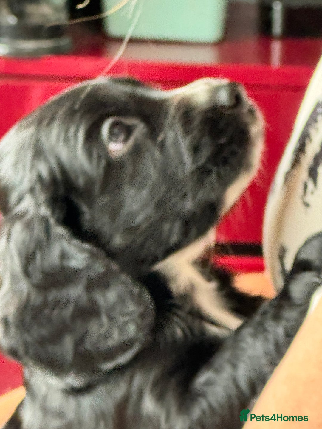 Cocker Spaniel dogs for sale: AMAZING COCKER SPANIEL PUPPIES READY NOW!  - Image 14