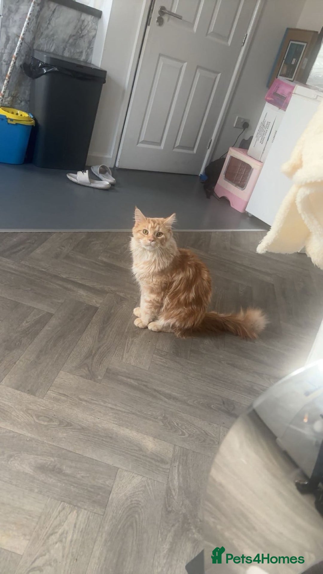 Mixed Breed cats for sale: Himalayan x Mainecoon  - Advert 17