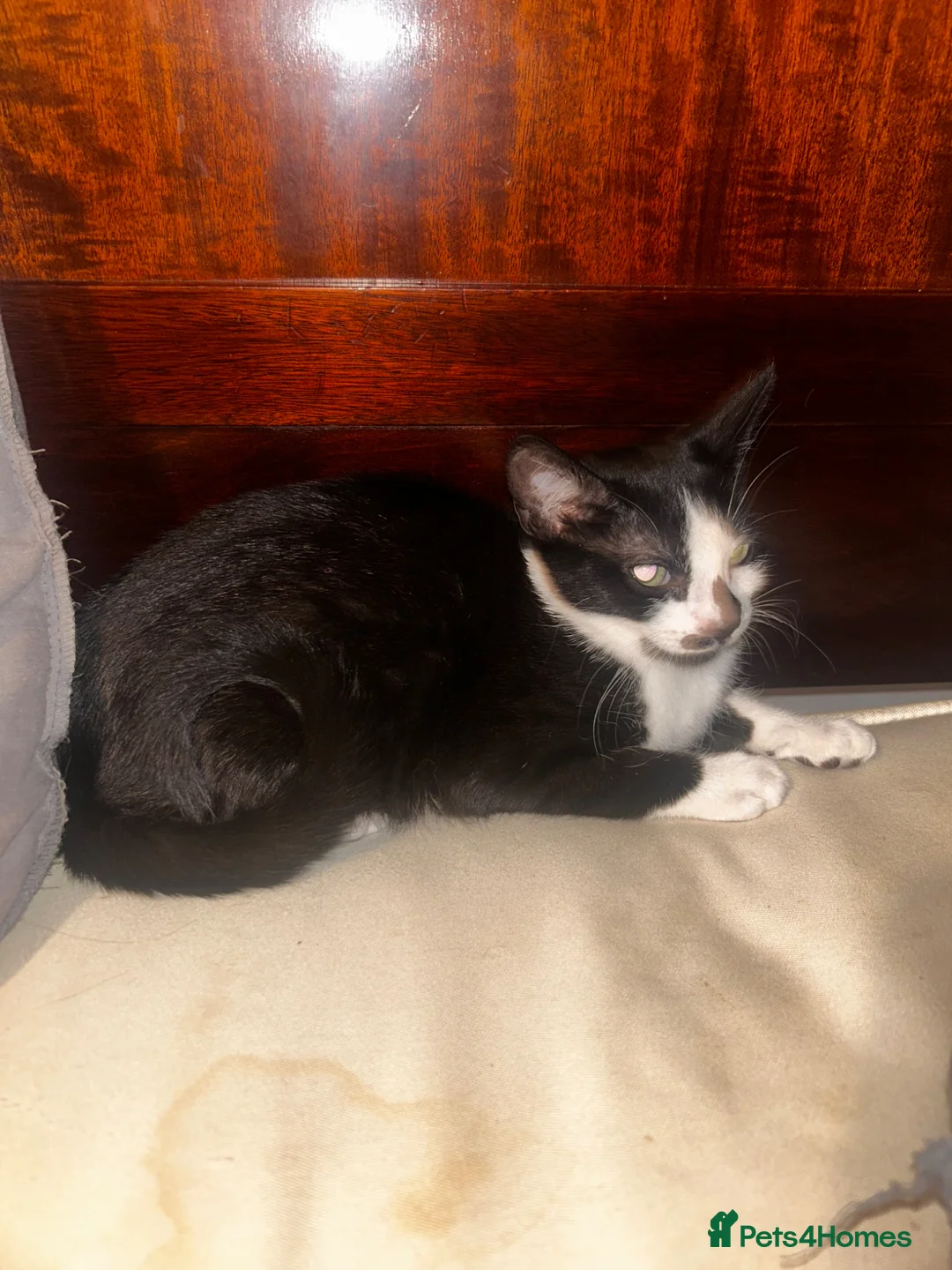 British Shorthair cats for sale: Black and White Female Kitten - Advert 1