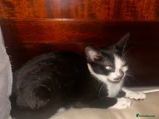 British Shorthair cats Black and White Female Kitten - Advert 12