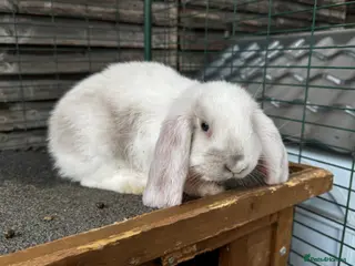 French Lop rabbits 🩷 French Lop Kits ready to leave tomorrow 🩷 - Advert 2