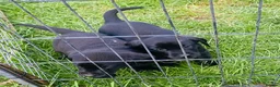 Labrador Retriever dogs for sale: Black Labrador dog puppy  - Advert 5