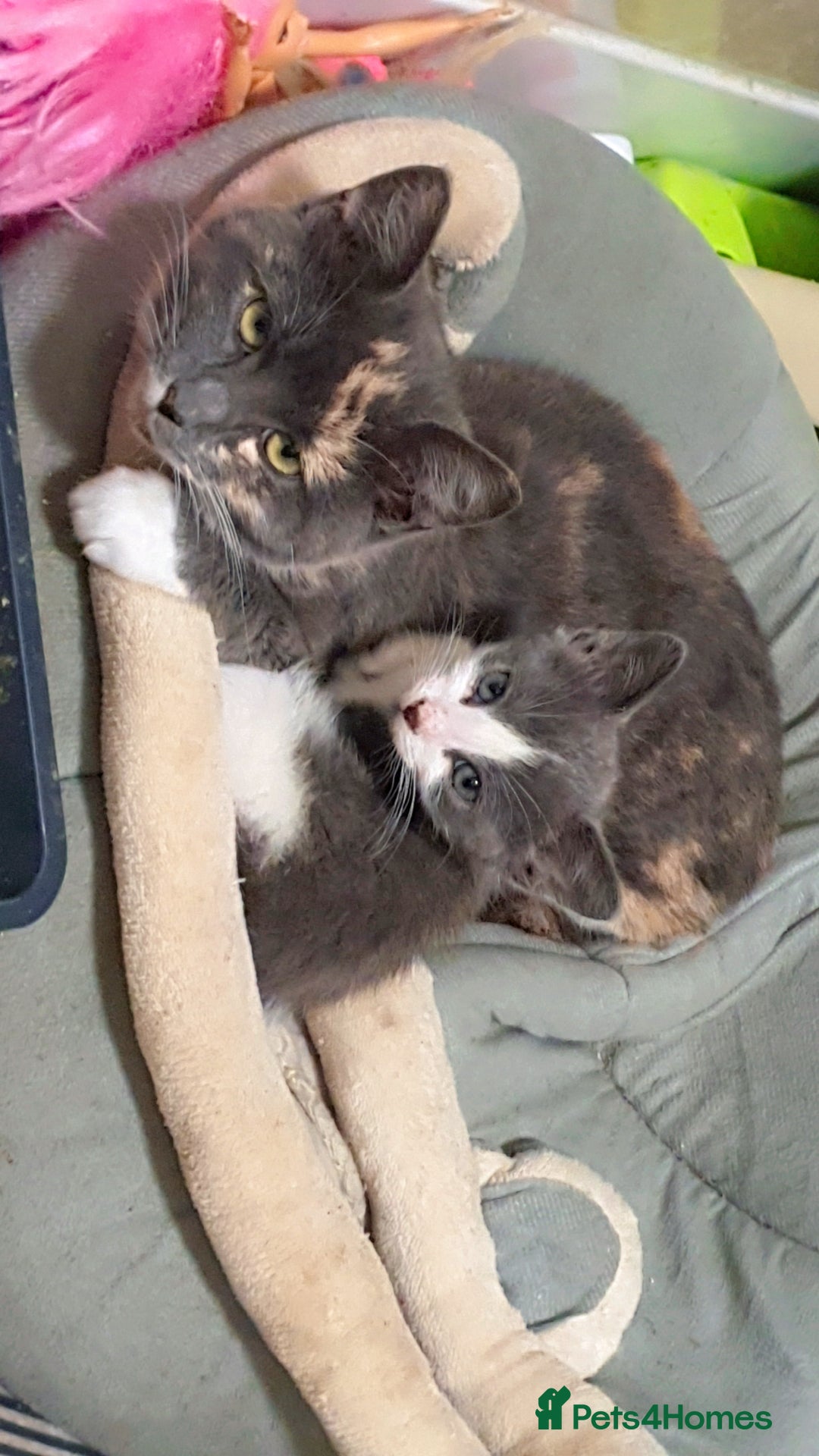 Mixed Breed cats for sale: One little boy - Advert 4