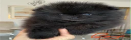 Pomeranian dogs for sale: Gorgeous Pom Puppies  - Advert 25